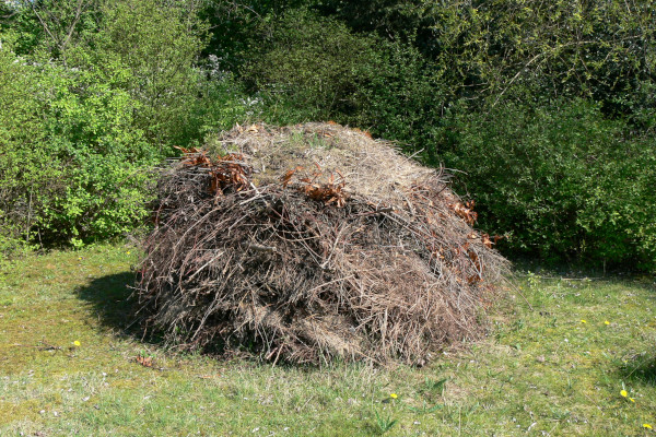Tas de branches © Aymeric Delporte